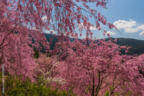 Amazing spring scene in Japan. The weeping cherry trees are in full bloom on the hill nearby Yoshino mountain in Nara prefecture. photo