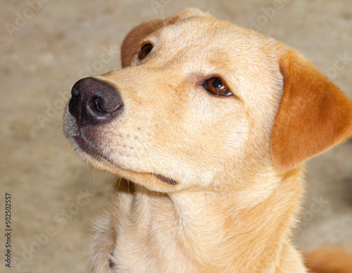 Beautiful brown eyed dog and brown fur on concrete floor.