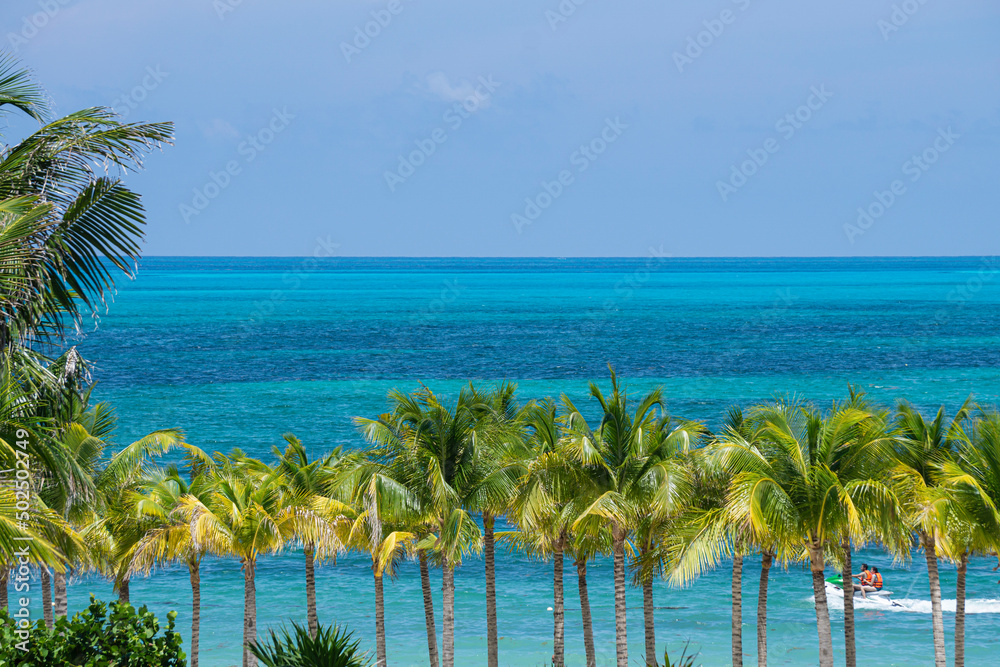 Fototapeta premium palm trees on the beach
