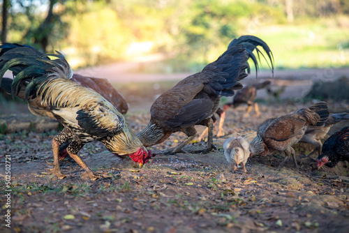 Captured Fighting Asil Male and Female Chicken Hens and Cocks eating raw rice seeds together with their family in a farmer house photo