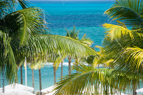 palm tree on the beach