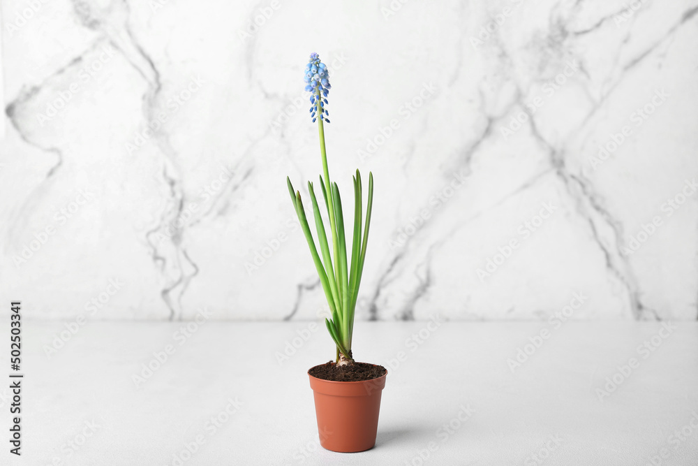 Fototapeta premium Pot with blooming grape hyacinth (Muscari) on light background