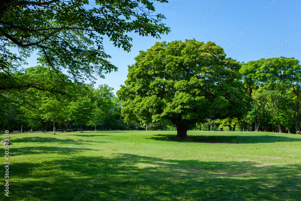 Park Tree