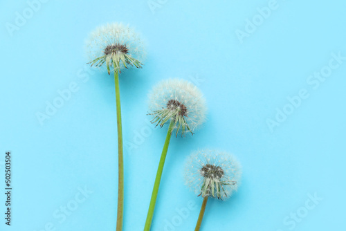 Beautiful dandelions on blue background