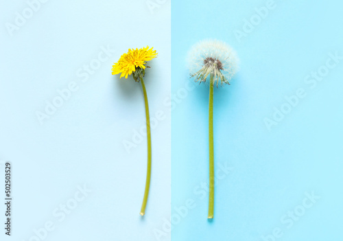 Different dandelions on blue background