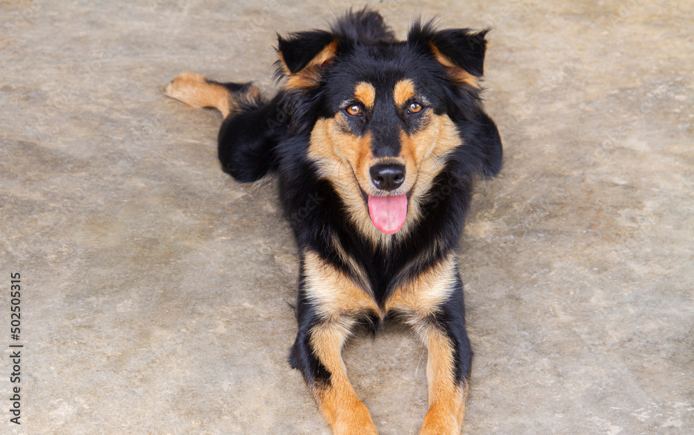Fototapeta premium Brown and black furry dog lying on the concrete floor