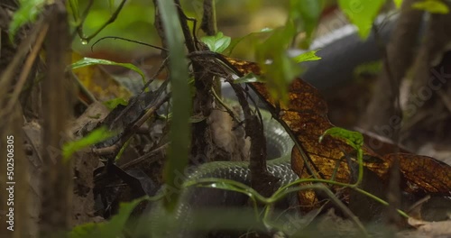 Wild eastern Indigo snake (Drymarchon couperi) slithering through the forest floor photo