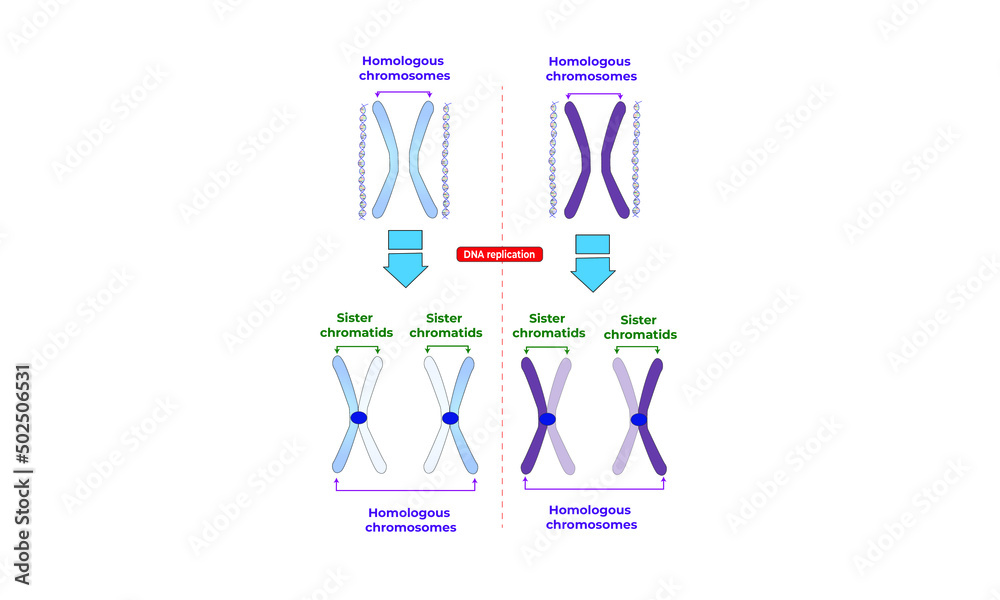 Homologous chromosomes and sister chromatids Stock Vector | Adobe Stock