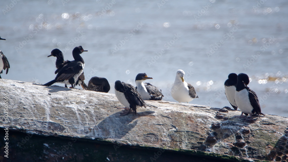 Magellanic cormorants (Leucocarbo magellanicus) perched on a rock in the harbor in Stanley, Falkland Islands Magellanic cormorants (Leucocarbo magellanicus) perched on a rock in the harbor in Stanley, Falkland Islands