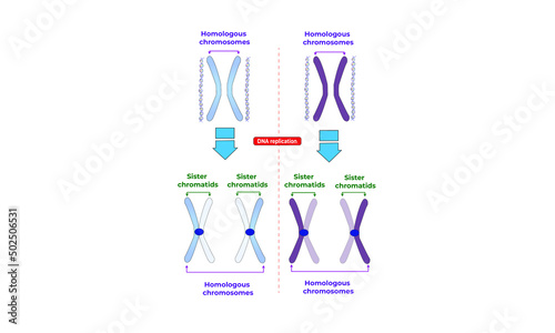 Homologous chromosomes and sister chromatids photo