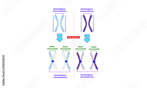 Homologous chromosomes and sister chromatids