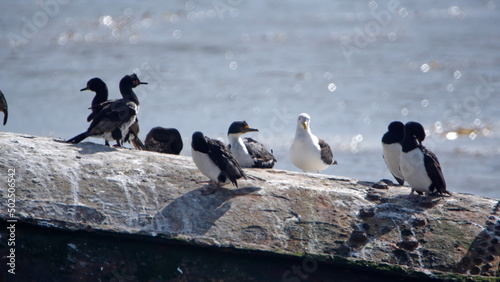 Magellanic cormorants (Leucocarbo magellanicus) perched on a rock in the harbor in Stanley, Falkland Islands