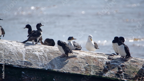 Magellanic cormorants (Leucocarbo magellanicus) perched on a rock in the harbor in Stanley, Falkland Islands