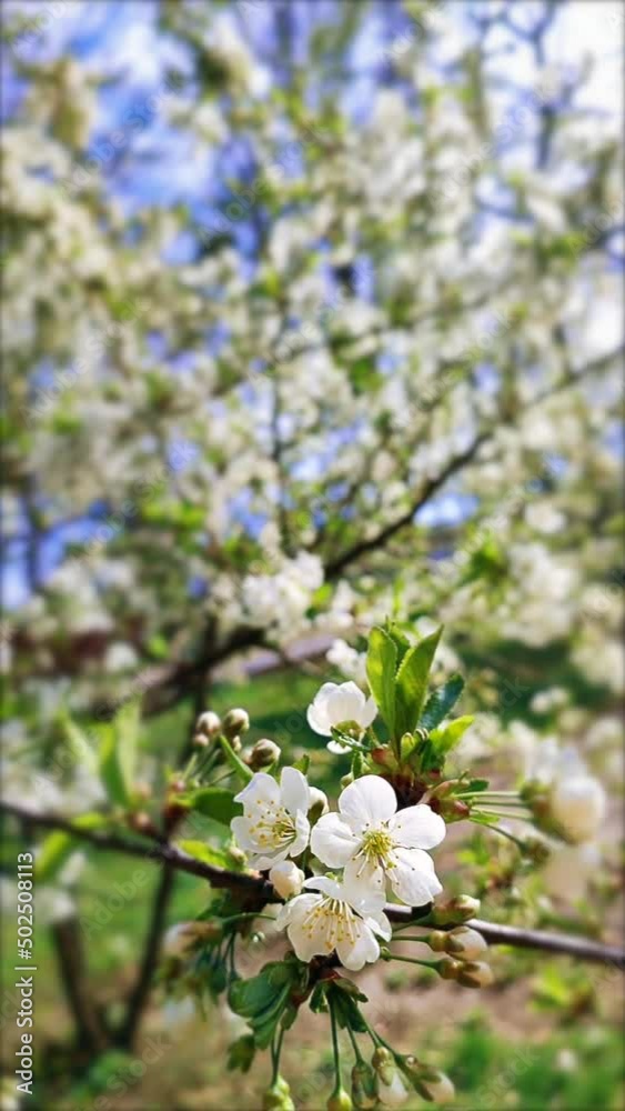 White blooming cherry flowers and buds on branch with green leaves close-up.Lots of white flowers in sunlight spring sunny day. Beautiful natural background from cherry blossom tree. Vertical video White blooming cherry flowers and buds on branch with green leaves close-up.Lots of white flowers in sunlight spring sunny day. Beautiful natural background from cherry blossom tree. Vertical video