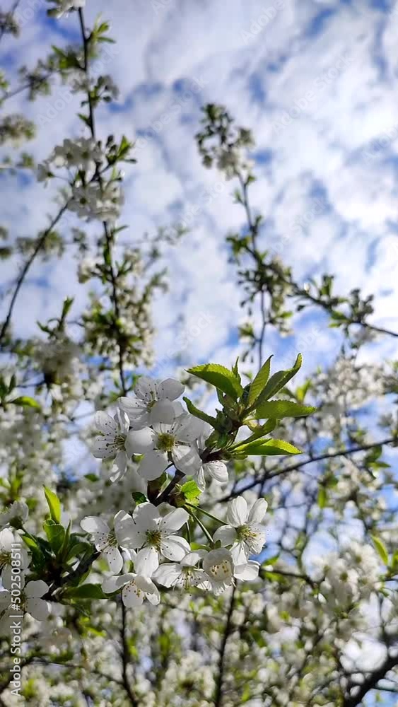 White blooming cherry flowers and buds on branch with green leaves close-up.Lots of white flowers in sunlight spring sunny day. Beautiful natural background from cherry blossom tree. Vertical video White blooming cherry flowers and buds on branch with green leaves close-up.Lots of white flowers in sunlight spring sunny day. Beautiful natural background from cherry blossom tree. Vertical video