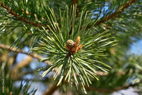 Pine branch. The birth of the pine cone. Selective focus.