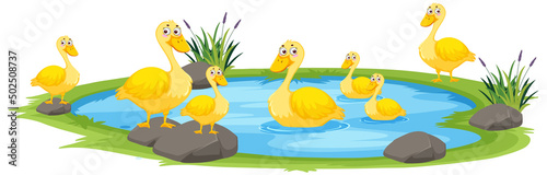 Duck in the pond on white background