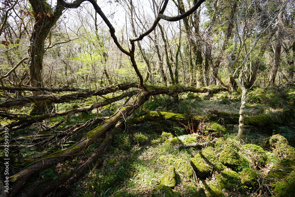 fallen trees in early spring forest fallen trees in early spring forest