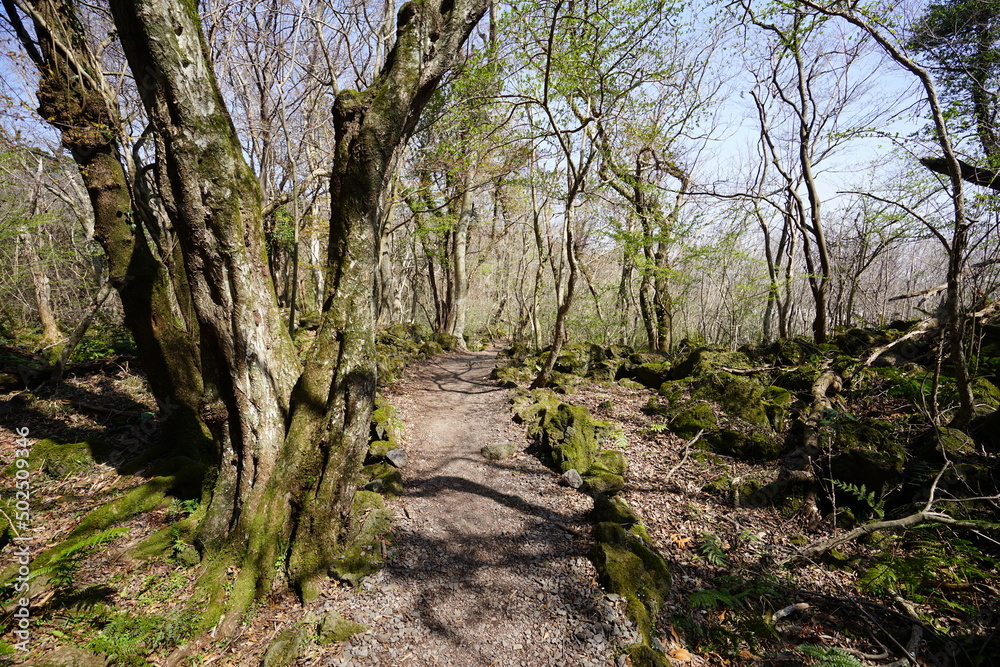 early spring forest with path
early spring forest with path