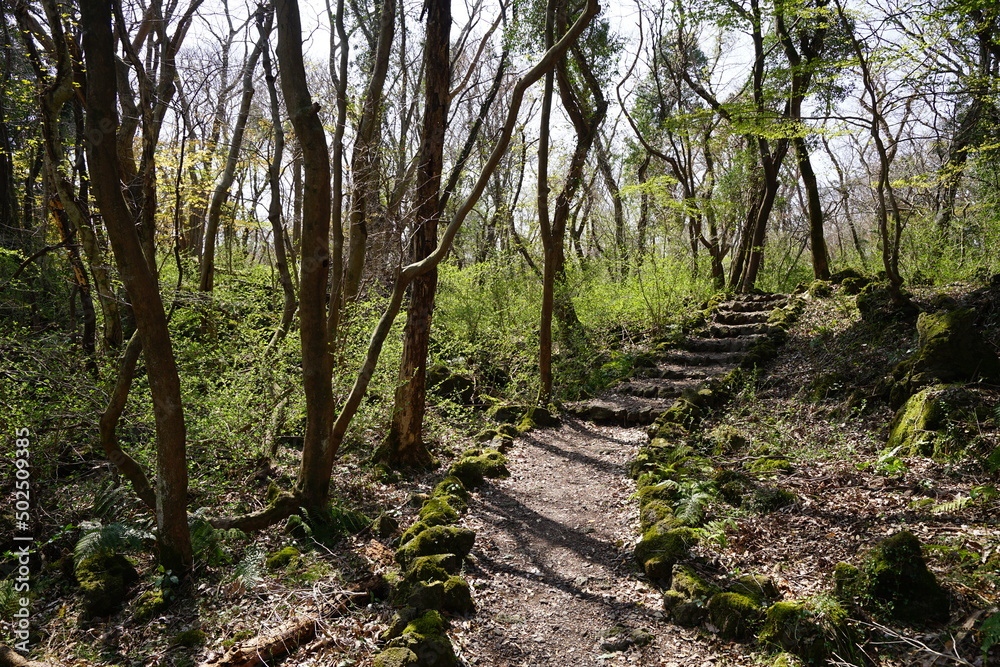 early spring forest with path
