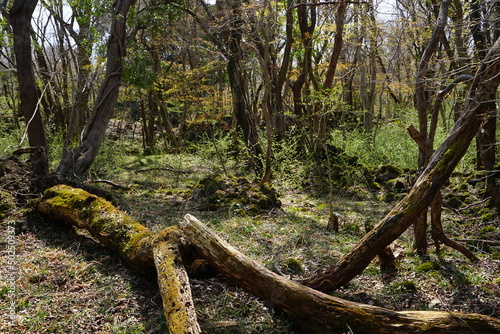 fallen trees in early spring forest