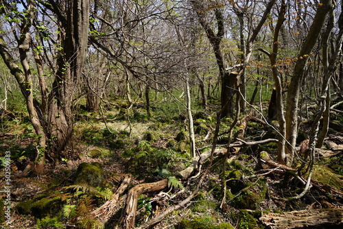 fallen trees in early spring forest
