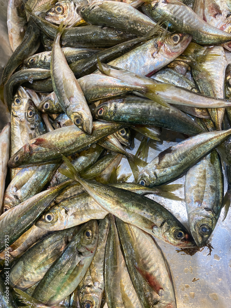Natural background of horse mackerel fish Natural background of horse mackerel fish