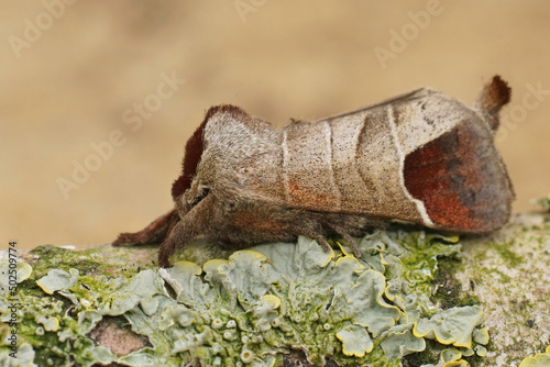 Closeup on a brown colored Chocolate-tip moth, Clostera curtula , sitting on a piece of wood photo