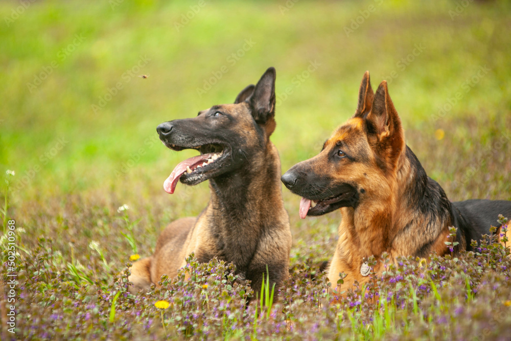 Belgian  and germany shepherd in a green park in spring