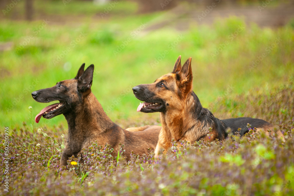 Belgian shepherd in a green park in spring Belgian shepherd in a green park in spring