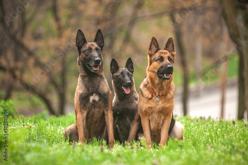 Belgian  and germany shepherd in a green park in spring photo