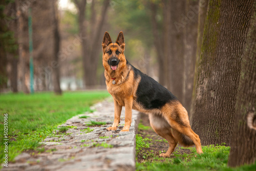 German shepherd in a green park in spring