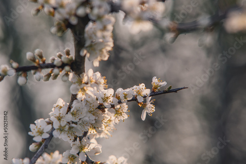 Beautiful white blackthorn blossoms 