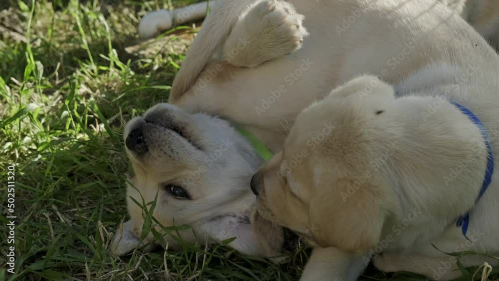Cute yellow puppies Labrador Retriever playing in green grass, 4k Cute yellow puppies Labrador Retriever playing in green grass, 4k
