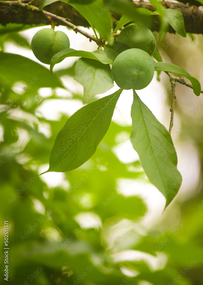 close-up of wild plums