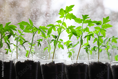 Young tomato seedlings in pots on a white window. Close-up. Seedlings and harvest