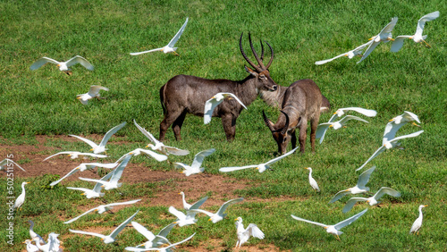 Kobuses with white herons near a watering place. Taita Hills Wildlife Sanctuary. Kenya photo