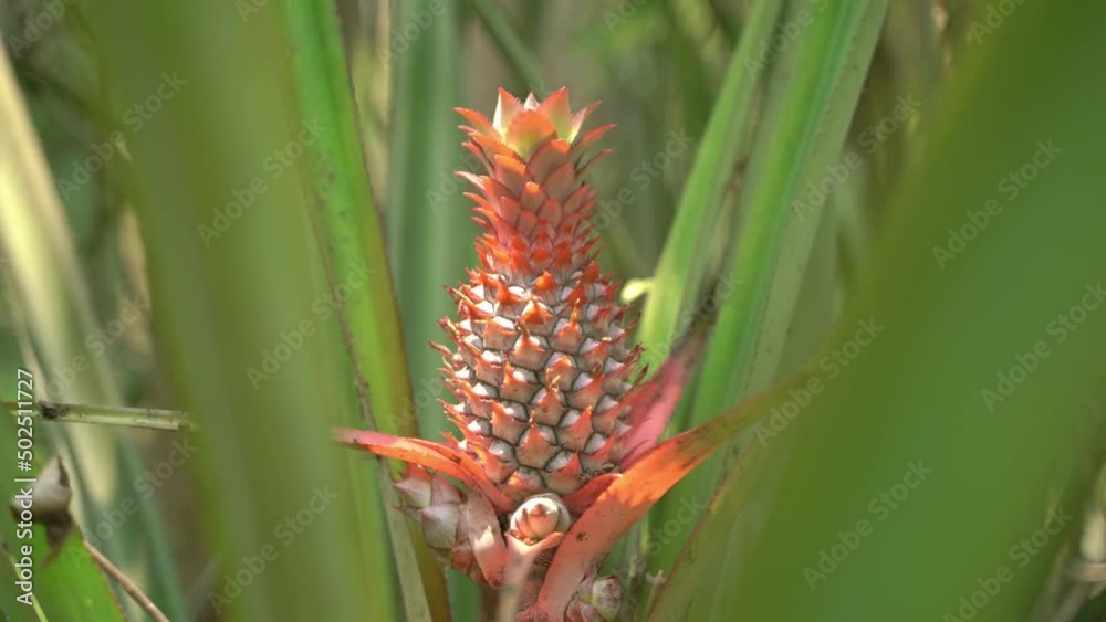 The pineapple is a tropical plant with an edible fruit; it is the most economically significant plant in the family Bromeliaceae. The pineapple is a tropical plant with an edible fruit; it is the most economically significant plant in the family Bromeliaceae.