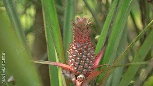 The pineapple is a tropical plant with an edible fruit; it is the most economically significant plant in the family Bromeliaceae.