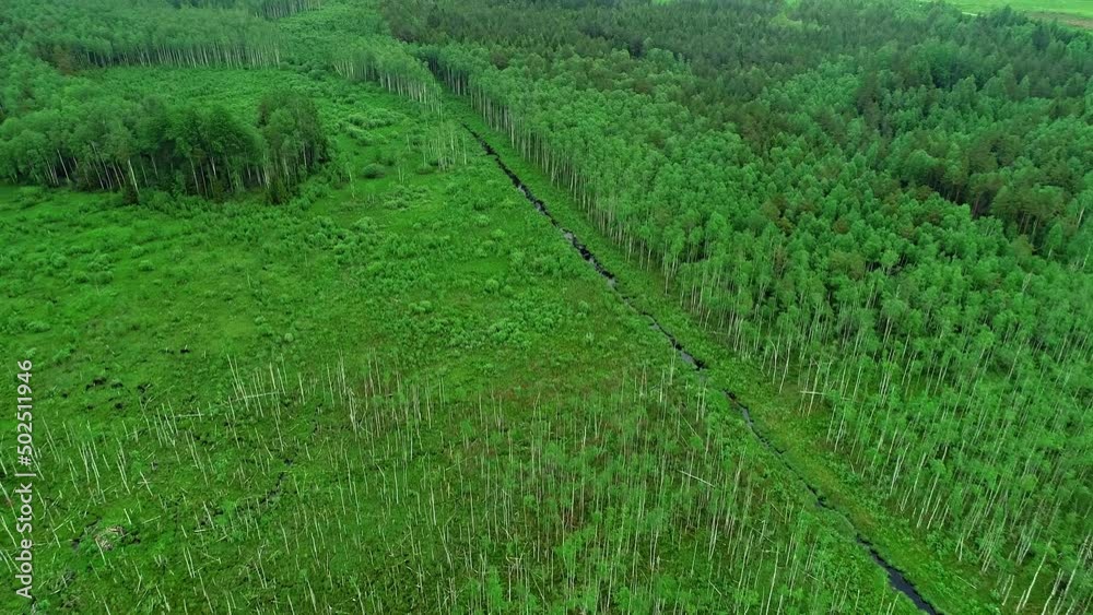 Aerial flyover swamp wetland with forest trees and lake during sunny day - tilt up drone shot Aerial flyover swamp wetland with forest trees and lake during sunny day - tilt up drone shot