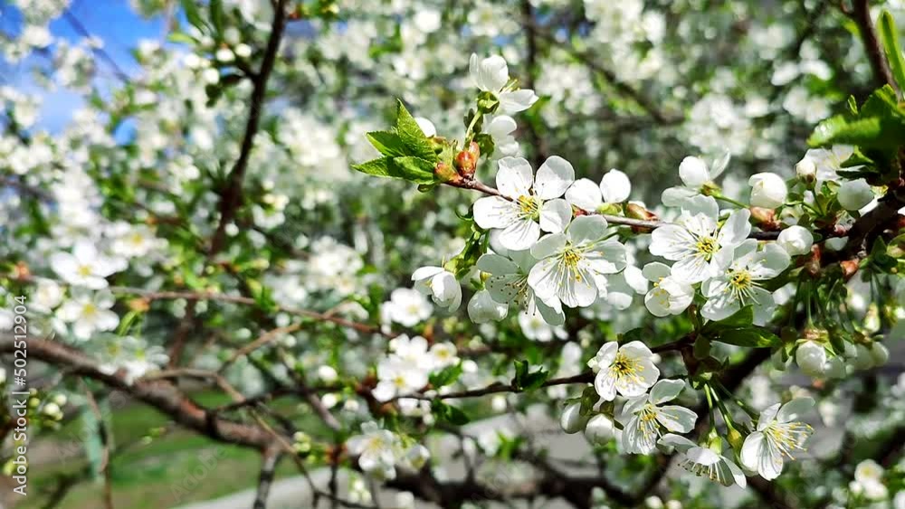 White blooming cherry flowers and buds on branch with green leaves close-up.Lots of white flowers in sunlight spring sunny day. Beautiful natural background from cherry blossom tree. White blooming cherry flowers and buds on branch with green leaves close-up.Lots of white flowers in sunlight spring sunny day. Beautiful natural background from cherry blossom tree.