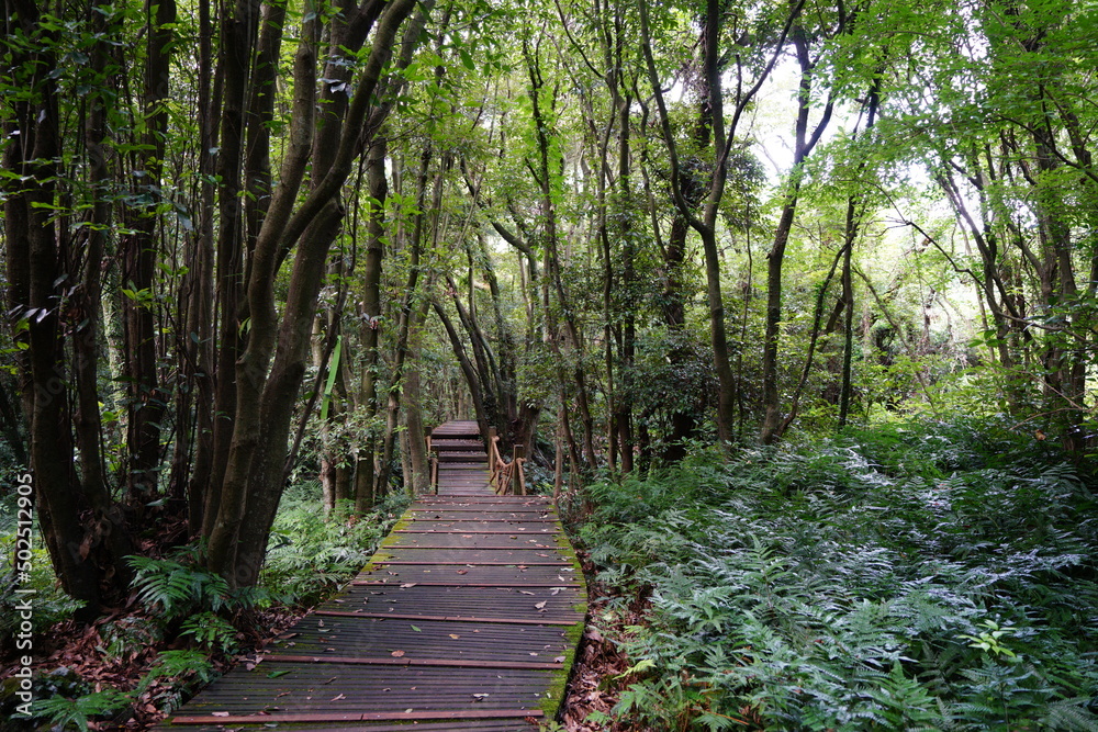 fine boardwalk through dense summer forest fine boardwalk through dense summer forest