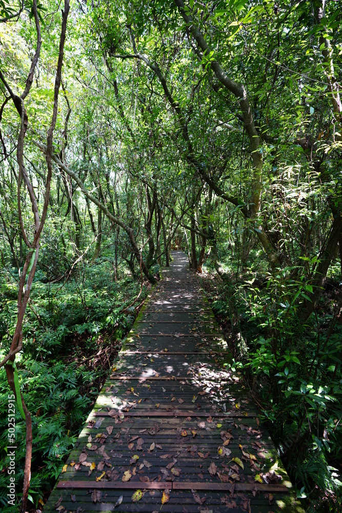 fine boardwalk through dense summer forest