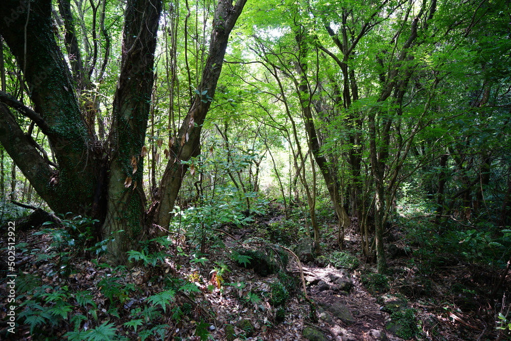 dense summer forest with old trees and fern