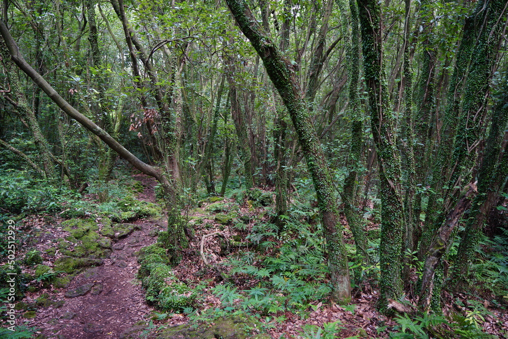 mossy trees and rocks in deep forest
mossy trees and rocks in deep forest