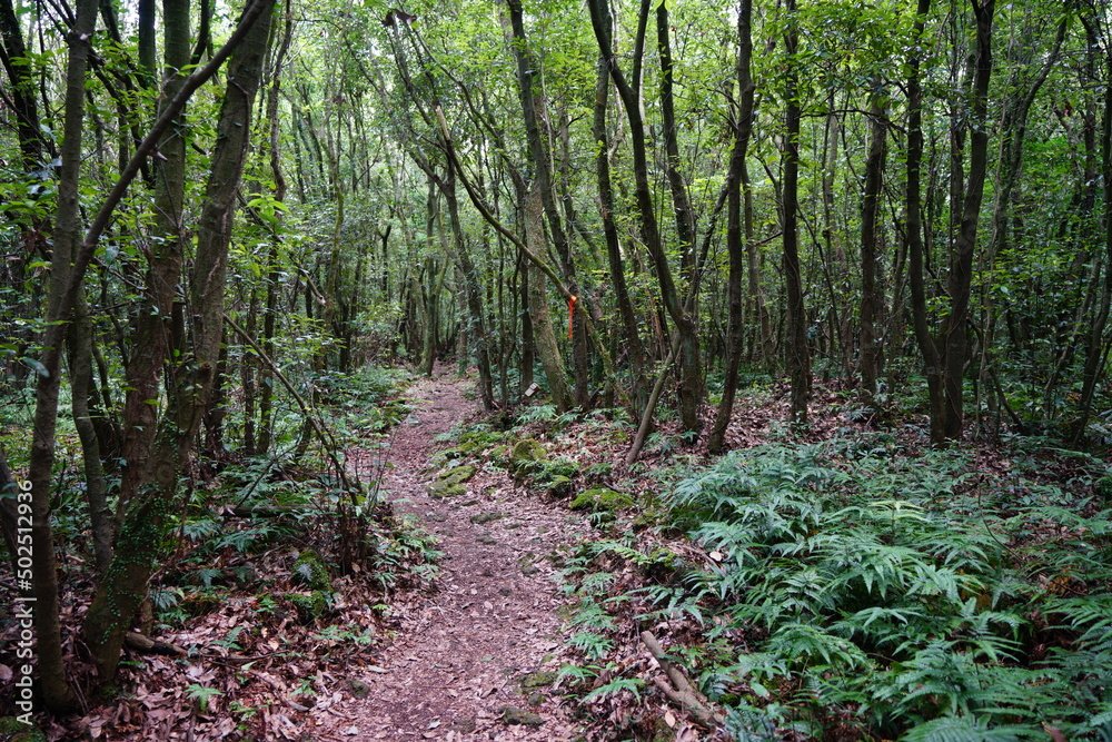 dense summer forest with old trees and fern dense summer forest with old trees and fern
