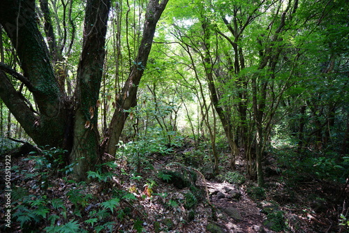 dense summer forest with old trees and fern