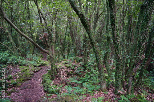 mossy trees and rocks in deep forest 