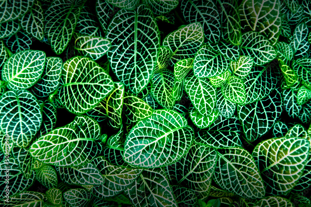 Green Fittonia leaves texture background Green Fittonia leaves texture background