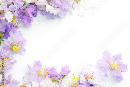 Lagerstroemia purple Floral Isolated on white background. Purple flowers border frame.